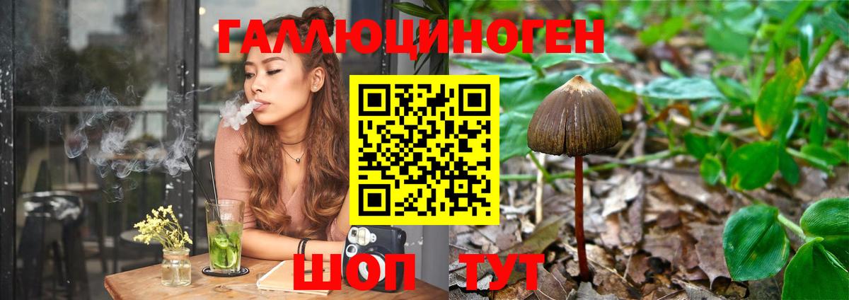 Артём  Галлюциногенные грибы Psilocybine cubensis  Вход с VPN  Галлюциногенные грибы Psilocybe 